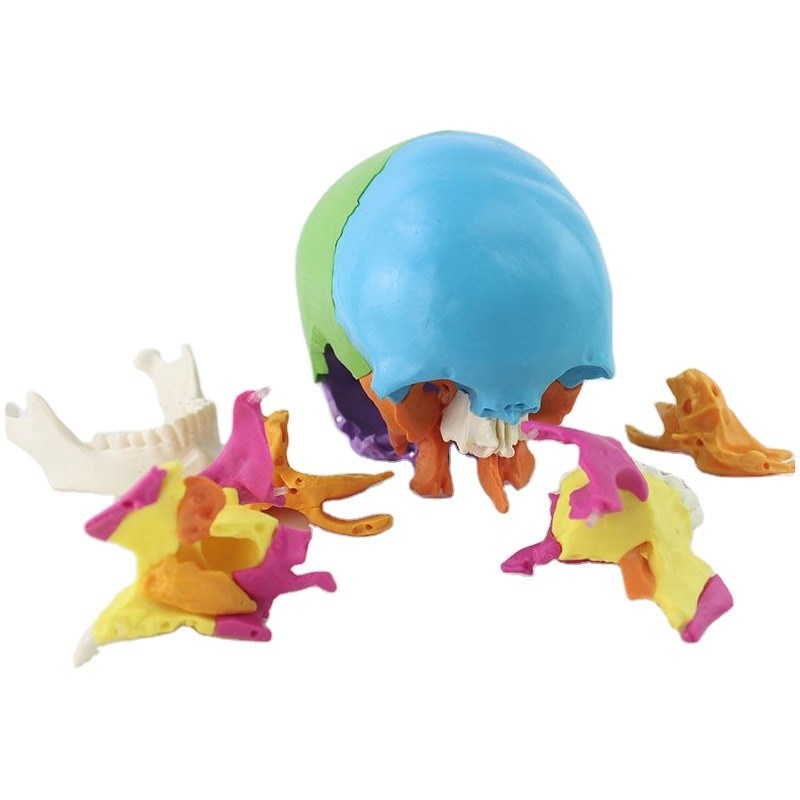 Disarticulated Human cranial 22 Parts cranial Model, Human Exploded ...