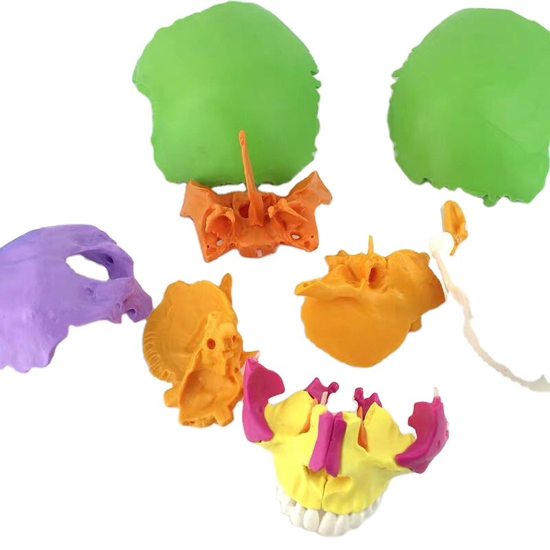Didactic Exploded Cranial Model 22 Parts Chromatic Life Size for ...