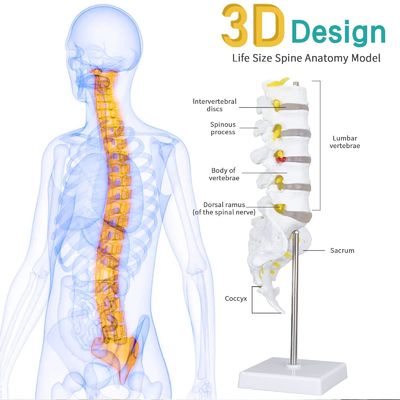 Lumbar Vertebrae Spinal Column Anatomical Skeleton Model For Medical ...