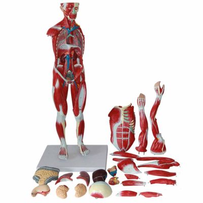 Basic Life Muscle Model 30 inches 27-Part 1/2 Life Size Muscles Structure of The Body for ...