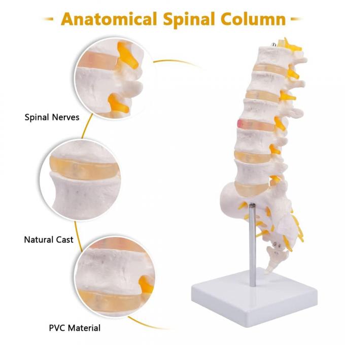Lumbar Vertebrae Spinal Column Anatomical Skeleton Model For Medical ...