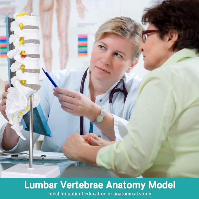 Lumbar Vertebrae Spinal Column Anatomical Skeleton Model For Medical ...